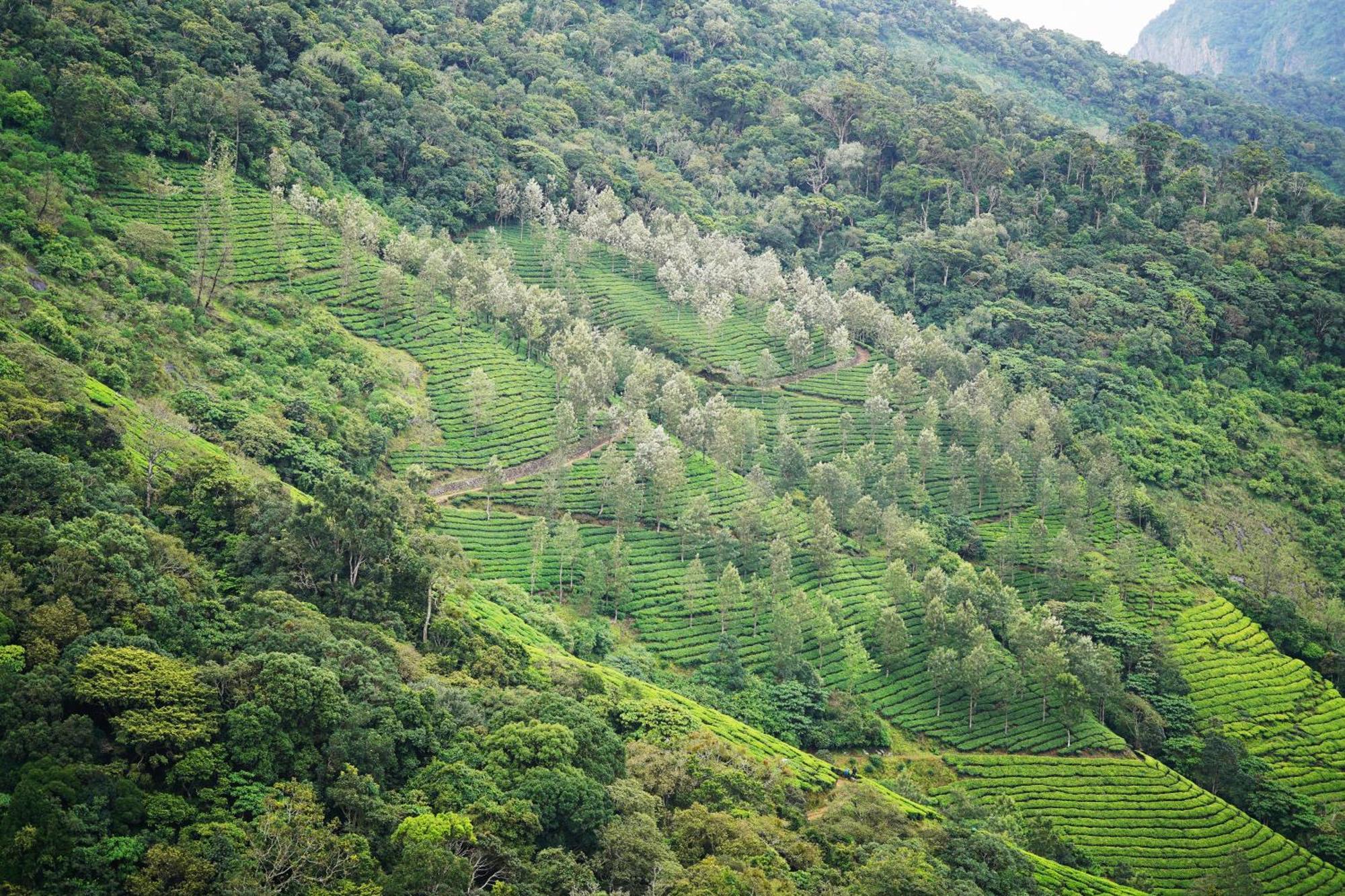 Hotel The Teatree Munnar Suryanelli Exterior foto